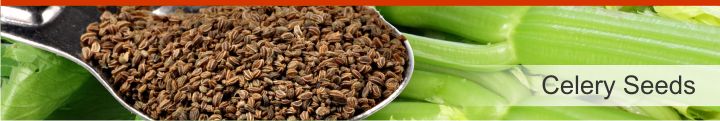 Image of Celery Seeds from a list of 10 herbs and plants to help lower blood pressure