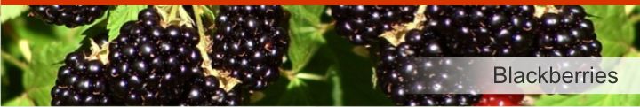 Image of Blackberry from a list of 10 plants used by Native Americans for health