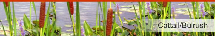 Image of Cattail from a list of 10 plants used by Native Americans for health