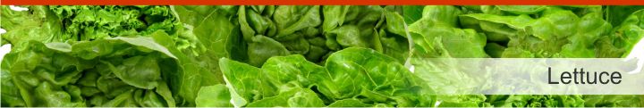 Image of lettuce from a list of 15 foods high in electrolytes for good hydration