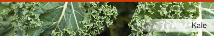 Image of kale from a list of 20 foods with a near zero calories count