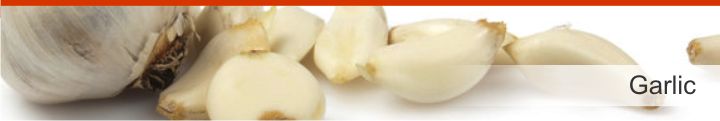 Image of Garlic from a list of 10 herbs and plants to help lower blood pressure