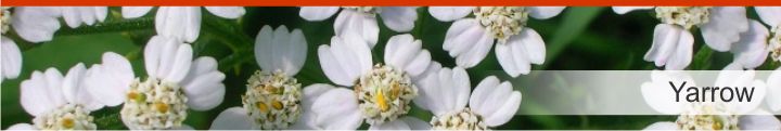 Image of Yarrow from a list of 10 plants used by Native Americans for health