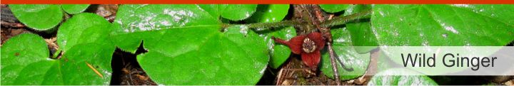 Image of Wild Ginger from a list of 10 plants used by Native Americans for health