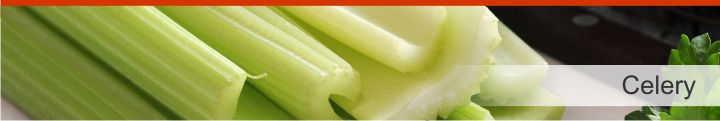 Image of celery from a list of 15 foods high in electrolytes for good hydration