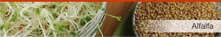 Image of Alfalfa from a list of 5 foods to help naturally lower cholesterol